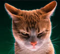 Avatar de Usuario